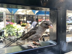 Passer domesticus