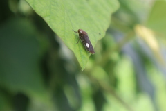 Proconiini