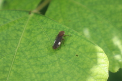 Proconiini
