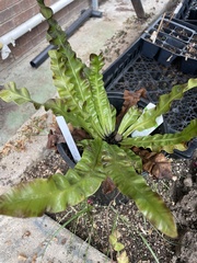 Asplenium antiquum