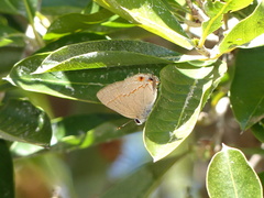 Electrostrymon endymion