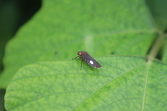 Proconiini