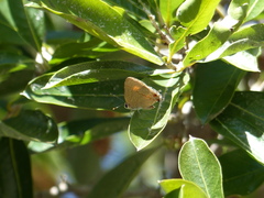 Electrostrymon endymion