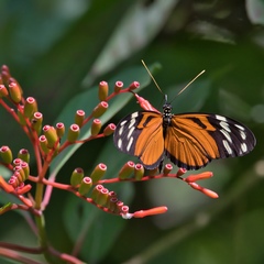 Heliconius ismenius