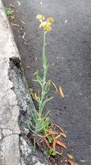 Helichrysum luteoalbum