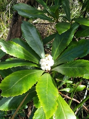 Anopterus glandulosus