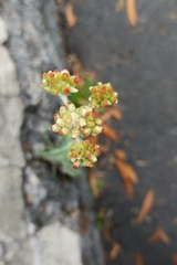 Helichrysum luteoalbum