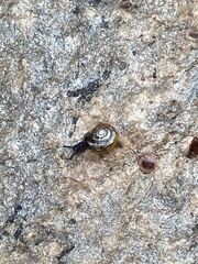 Oxychilus draparnaudi