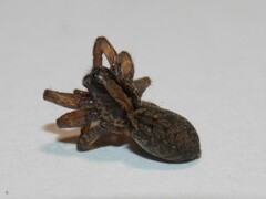 Trochosa sepulchralis