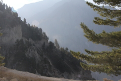 Pinus wallichiana