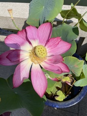 Nelumbo