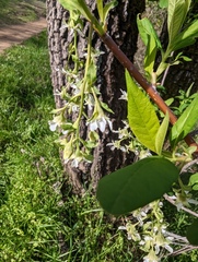 Oemleria cerasiformis