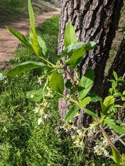 Oemleria cerasiformis