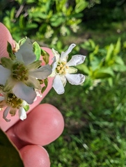 Oemleria cerasiformis