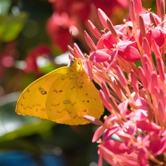 Phoebis philea
