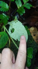 Episcia sphalera