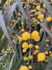 Acacia retinodes