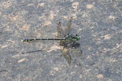 Austrogomphus ochraceus