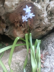 Hyacinthus orientalis