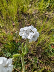 Plagiobothrys nothofulvus