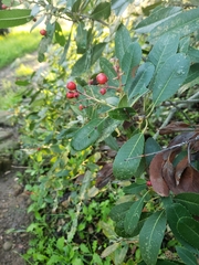 Heteromeles arbutifolia