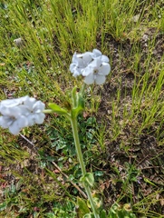 Plagiobothrys nothofulvus