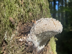 Fomitopsis ochracea