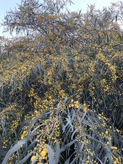 Acacia retinodes