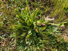 Plagiobothrys nothofulvus