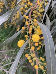 Acacia retinodes
