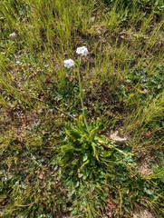 Plagiobothrys nothofulvus