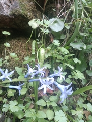 Hyacinthus orientalis