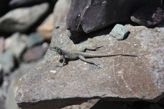 Laudakia tuberculata