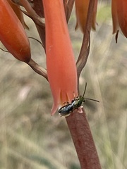 Caenohalictus