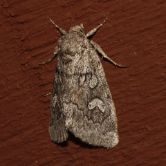 Cosmia elisae