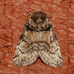Cosmia praeacuta