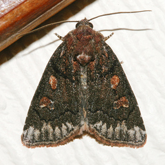 Cosmia praeacuta