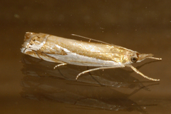 Crambus bidens