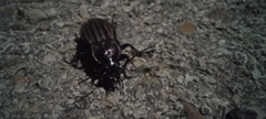 Carabus melancholicus