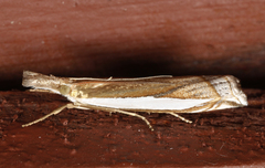 Crambus leachellus