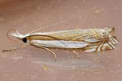 Crambus pascuella