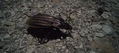 Carabus melancholicus