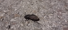 Carabus melancholicus