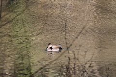 Mareca strepera strepera