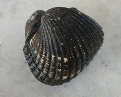 Larkinia grandis