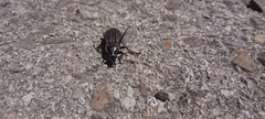 Carabus melancholicus