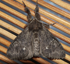 Dasychira grisefacta