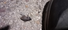 Carabus melancholicus