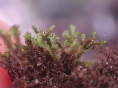 Jungermanniaceae