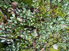 Arctostaphylos uva-ursi
